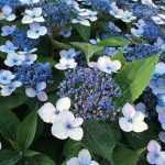 Hydrangea serrata 'Magic Pillow'® -