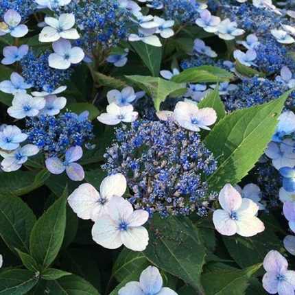 Hydrangea serrata 'Magic Pillow'® -
