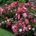 Hydrangea serrata 'Preziosa' - Rózsaszínból karmazsinpirosba színeződő virágú