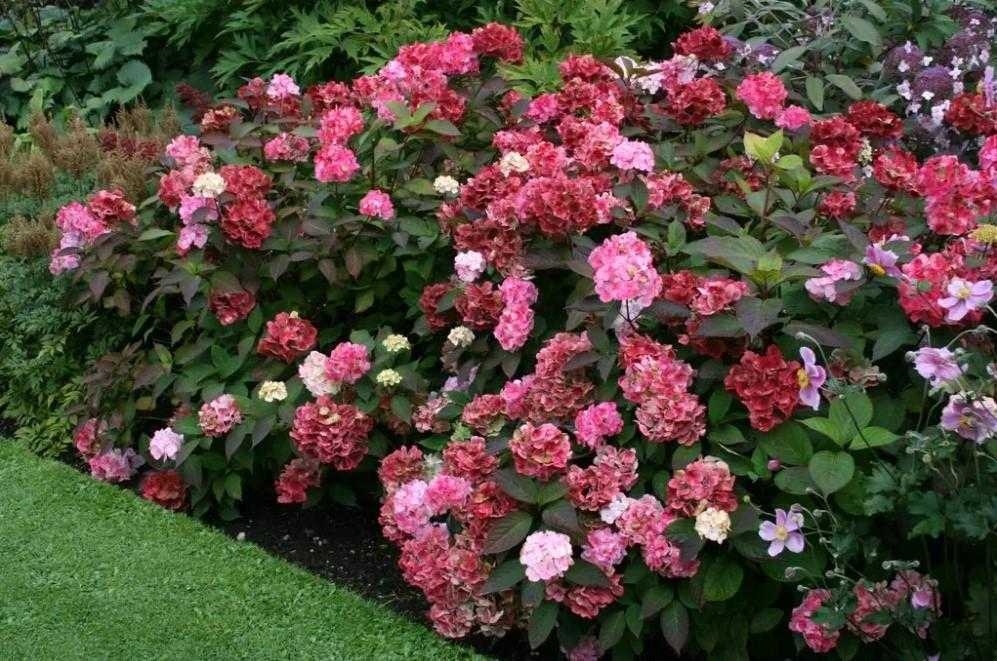 Hydrangea serrata 'Preziosa' - Rózsaszínból karmazsinpirosba színeződő virágú