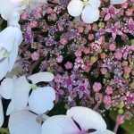 Hydrangea serrata 'Summer Glow'® -