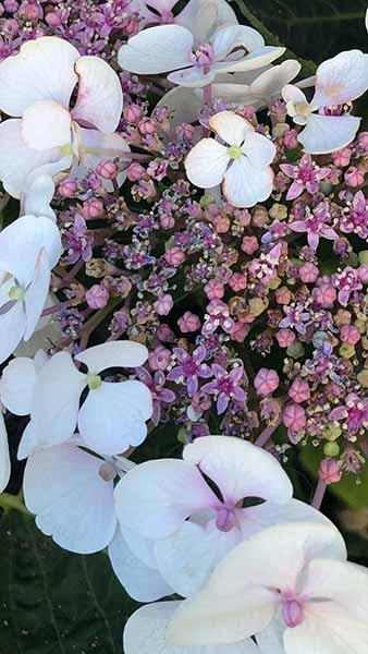 Hydrangea serrata 'Summer Glow'® -