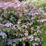 Hydrangea serrata 'Veerle' -