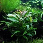 Hygrophila siamensis akváriumi növény
