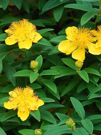 Hypericum calycinum - Örökzöld orbáncfű
