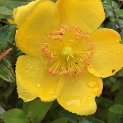 Hypericum dummeri 'Peter Dummer' -