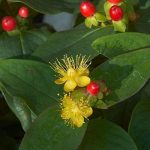 Hypericum inodorum 'Elstead' – Piros bogyós orbáncfű