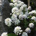 Iberis saxatilis (Korai tatárvirág)