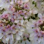 Iberis sempervirens 'Fishbeck' (Örökzöld tatárvirág)