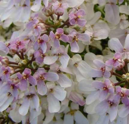 Iberis sempervirens 'Fishbeck' (Örökzöld tatárvirág)