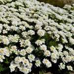 Iberis sempervirens (Örökzöld tatárvirág)