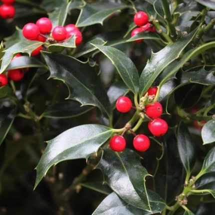 Ilex aquifolium 'Alaska' - Magyal