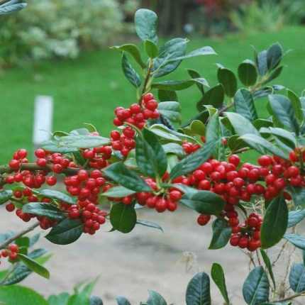 Ilex aquifolium 'J. C. van Tol' -
