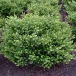 Ilex crenata 'Glorie Dwarf'® - Törpe sötétzöld lombú magyal