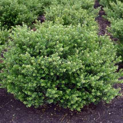 Ilex crenata 'Glorie Dwarf'® - Törpe sötétzöld lombú magyal