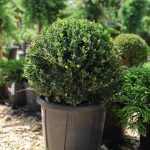 Ilex crenata 'Glory Gem' -