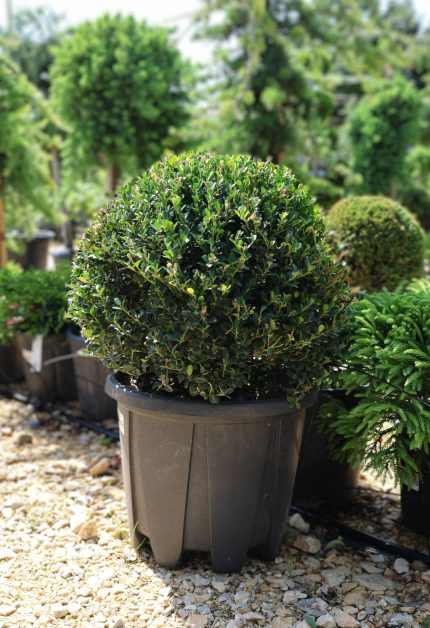 Ilex crenata 'Glory Gem' -