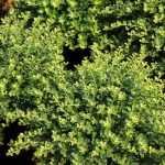 Ilex crenata 'Hetzii' -