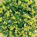 Ilex maximowicziana - Japán magyal