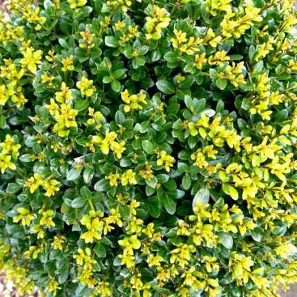 Ilex maximowicziana - Japán magyal