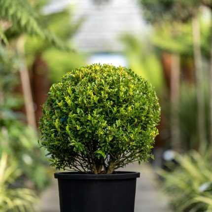 Ilex maximowicziana kanehirae -
