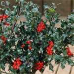 Ilex x meservae 'Blue Angel' -