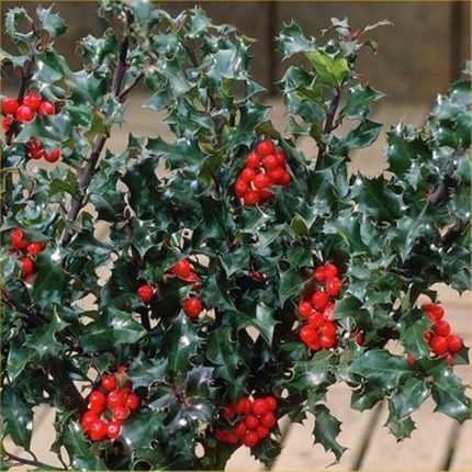 Ilex x meservae 'Blue Angel' -