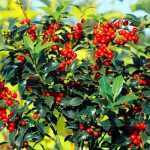 Ilex x meservae 'Blue Prince' -