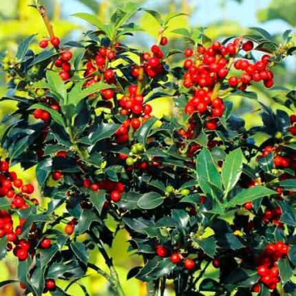 Ilex x meservae 'Blue Prince' -