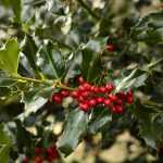 Ilex x meservae 'Blue Princess' -