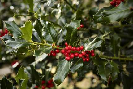 Ilex x meservae 'Blue Princess' -