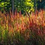 Imperata red baron (Japán vérfű)