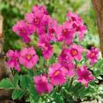 Incarvillea delavayi (Jüanni tölcsérgyökér)