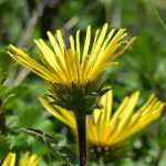 Inula ensifolia (Kardos peremizs)