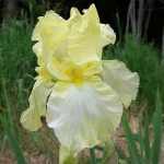 Iris  'Buttered Popcorn' (Nőszirom)