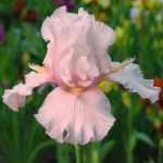 Iris  'Cherished' (Nőszirom)