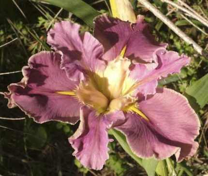 Iris 'Dancing Vogue'