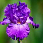 Iris  'Dashing' (Nőszirom)