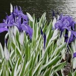 Iris laevigata variegata - Csíkos levelű kék írisz - Kerti tavi növény