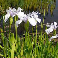 Iris Laevigata snowdrift - Japán írisz kerti tavi növény
