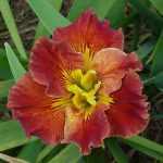 Iris 'Wizard of Aussie'