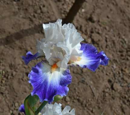 Iris  'World Premier' (Nőszirom)