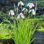 Iris laevigata 'Rose Queen'