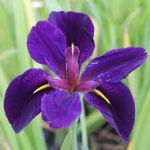Iris louisiana