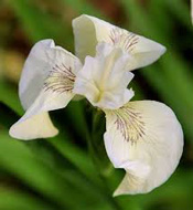 Iris pseudocorus Creme de la Creme - mocsári nőszirom kerti tavi növény