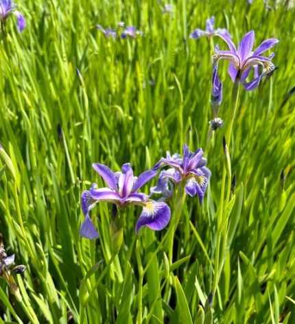 Iris versiciolor 'Blue Light'