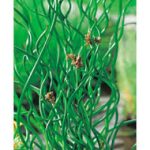 Juncus Effesus Spiralis - Spirálszittyó kerti tavi növény