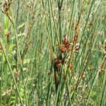 Juncus Inflexus deres szittyó - kerti tavi növény