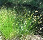 Juncus effusus Békaszittyó - kerti tavi növény