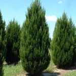 Juniperus chinensis 'Spartan' -